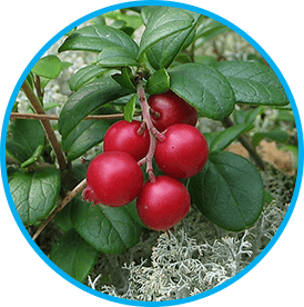 Arctic Lingonberry in Venus Factor for Leptin sensitivity in women