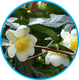 Camellia Sinensis in Venus Factor for metabolic acceleration in women